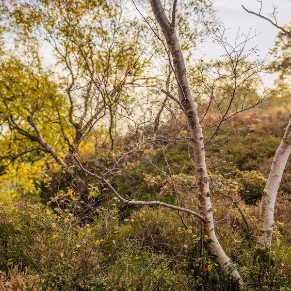Crisp autumn dawn