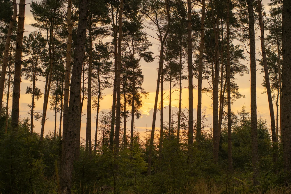 Pine trees silhouetted against a golden sunset in summer woodland, Swinsty