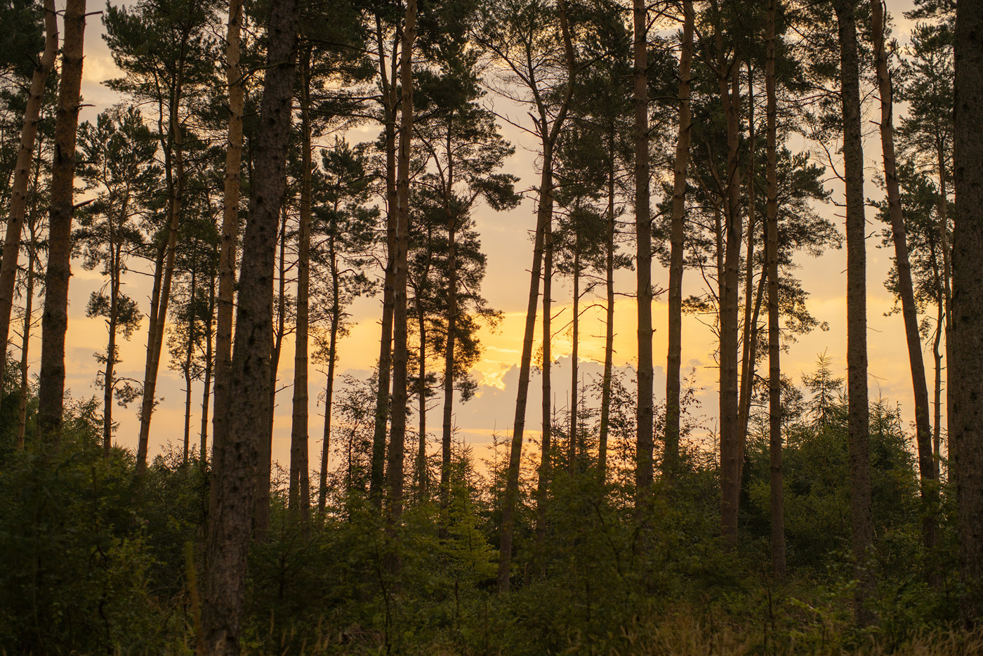  a tree in a forest