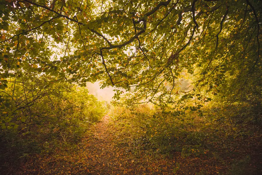 Sunlight filters through dense branches and leaves, creating a warm, inviting glow over a narrow path covered with fallen leaves. The path is surrounded by lush green foliage, creating a serene, natural tunnel in the forest.
