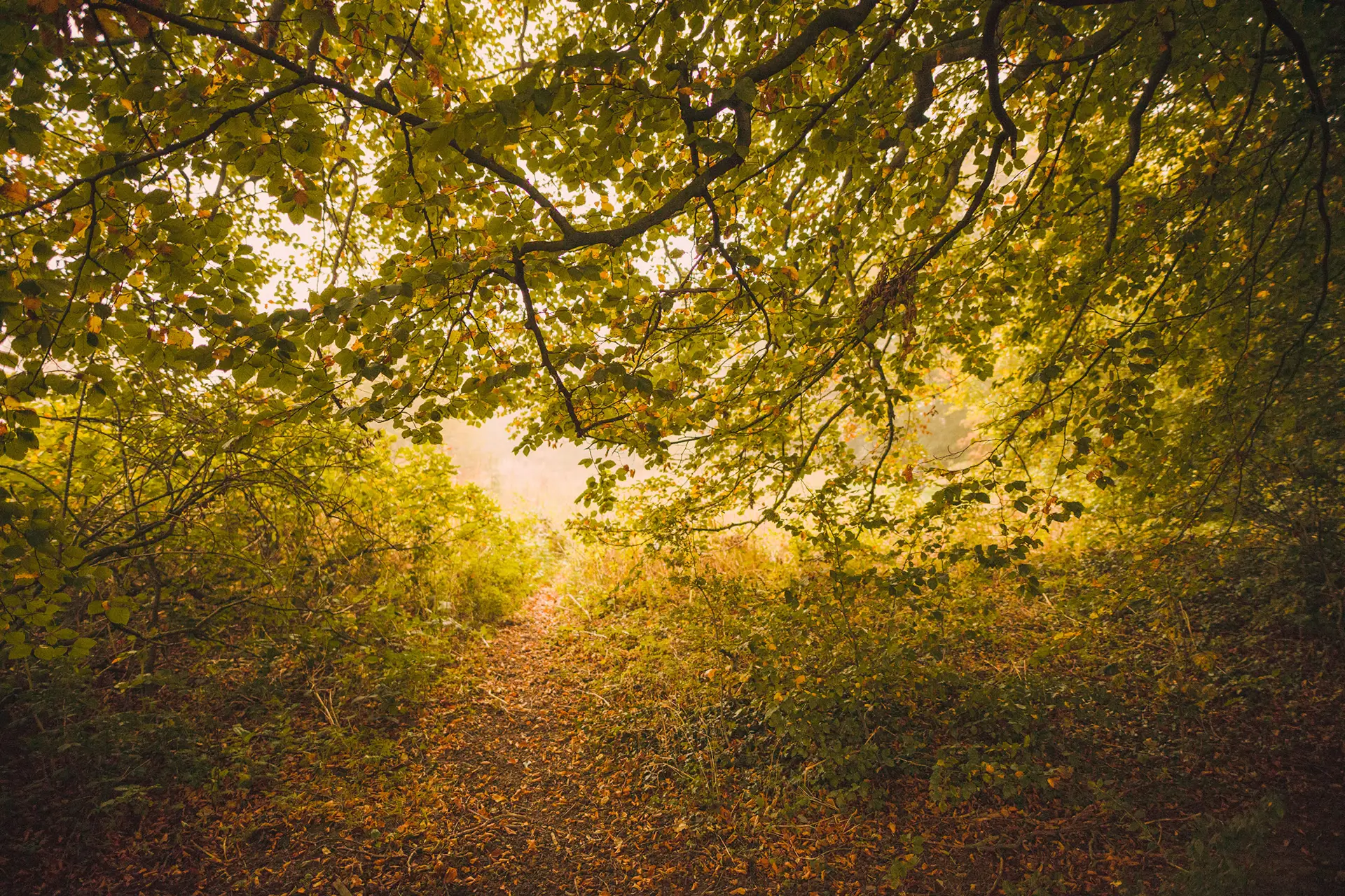 Sunlight filters through dense branches and leaves, creating a warm, inviting glow over a narrow path covered with fallen leaves. The path is surrounded by lush green foliage, creating a serene, natural tunnel in the forest.