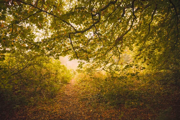 Leaf-strewn path curving beneath an arch of beech branches in misty autumn woodland at soft morning light
