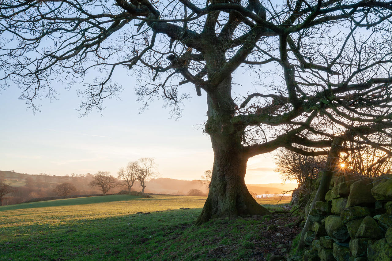 A large, leafless tree with twisting branches is silhouetted against a clear sky at sunset. The sun is partially visible near the horizon, casting a warm glow. In the background, rolling green fields stretch out, dotted with a few other trees. A stone wall runs along the right side of the image, partially in shadow.
