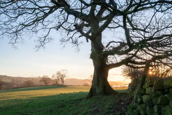 A large, leafless tree with twisting branches is silhouetted against a clear sky at sunset. The sun is partially visible near the horizon, casting a warm glow. In the background, rolling green fields stretch out, dotted with a few other trees. A stone wall runs along the right side of the image, partially in shadow.