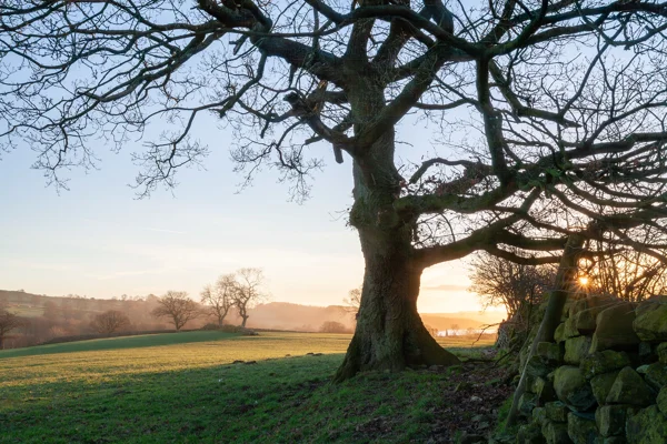 A large, leafless tree with twisting branches is silhouetted against a clear sky at sunset. The sun is partially visible near the horizon, casting a warm glow. In the background, rolling green fields stretch out, dotted with a few other trees. A stone wall runs along the right side of the image, partially in shadow.