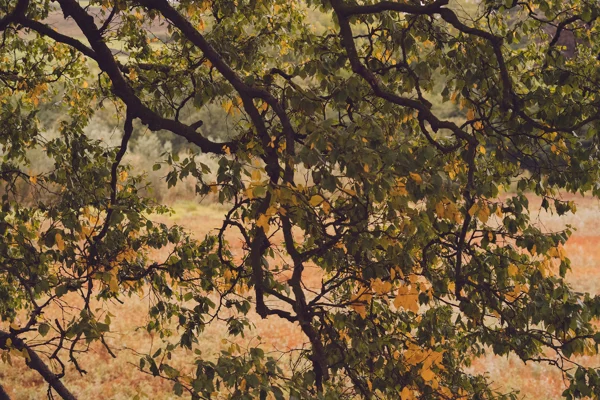 Tangled tree branches with green and amber leaves against a russet autumn meadow in soft light