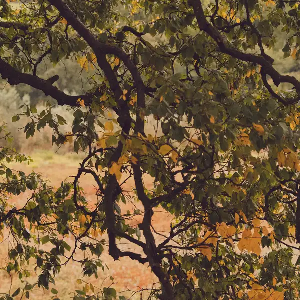 Late Summer Fewston