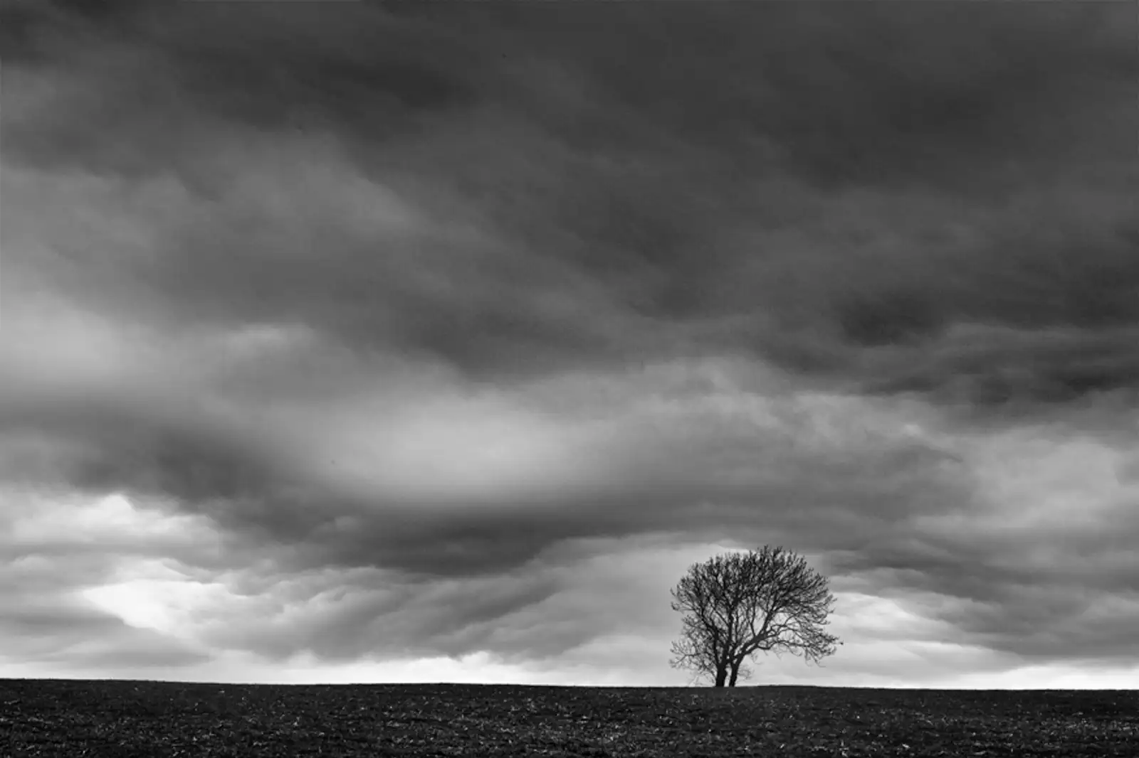Lone tree
