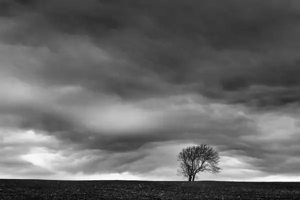Lone tree