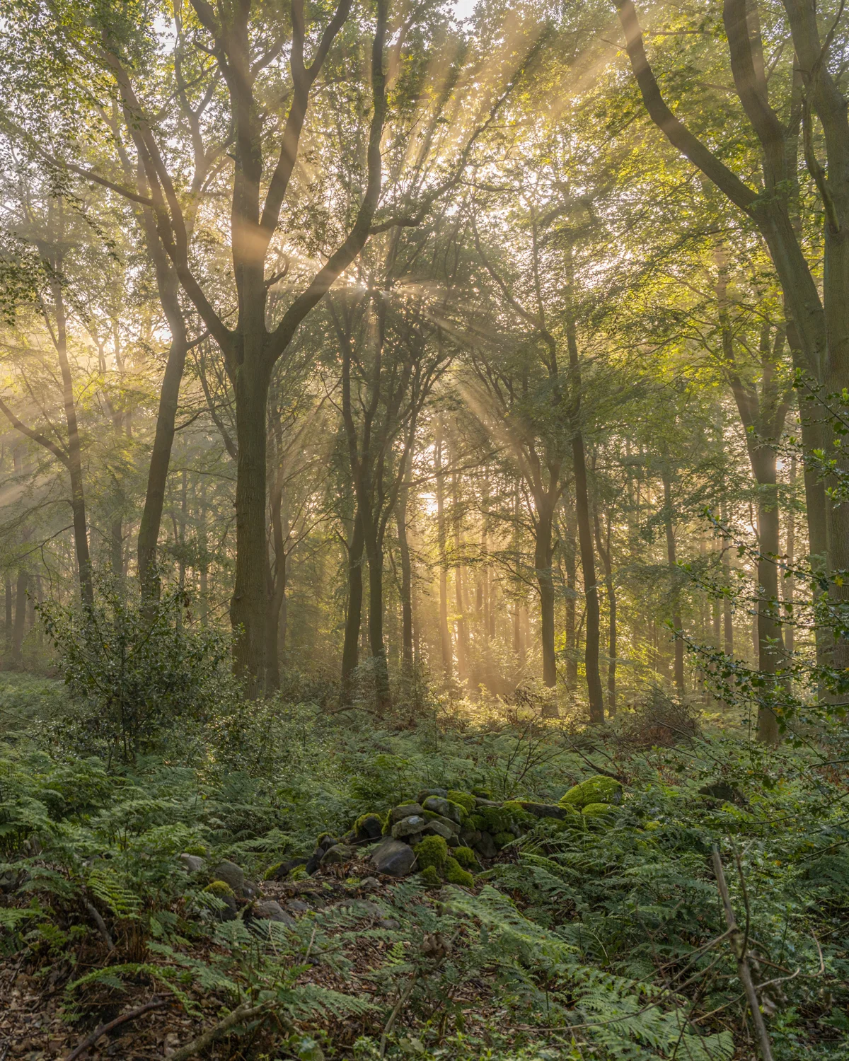 Sunbeams stream through misty woodland trees onto ferns and a moss-covered stone wall at dawn