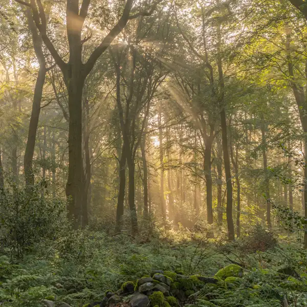 Woodland Mists