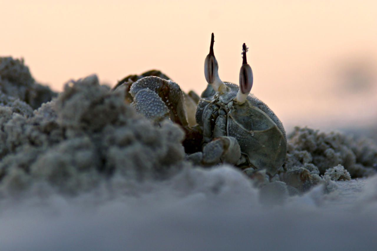 Burrowing crab