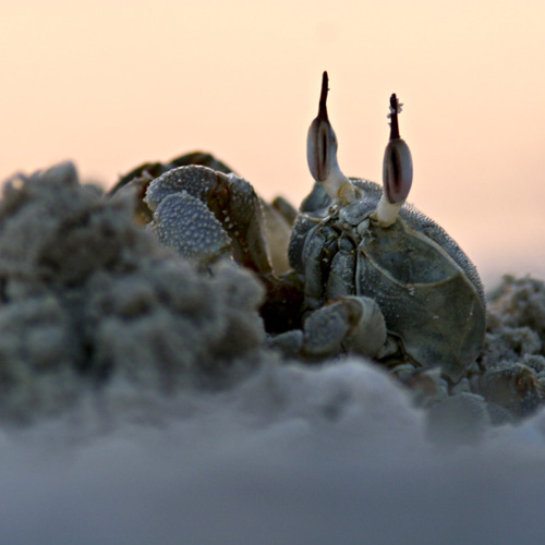 Burrowing crab: Burrowing crab