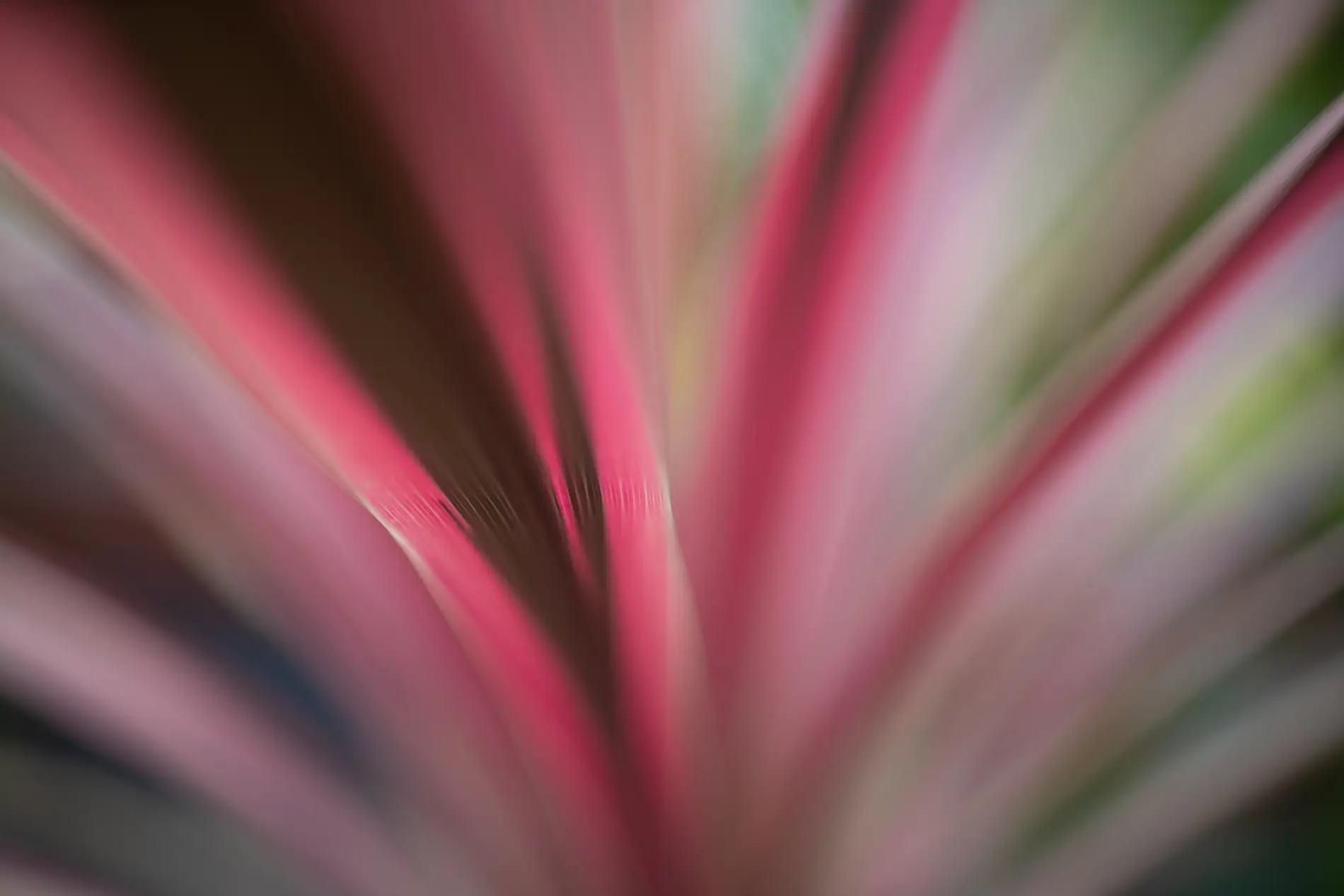 Pink and green cordyline leaves radiating from a central point in a soft abstract macro study