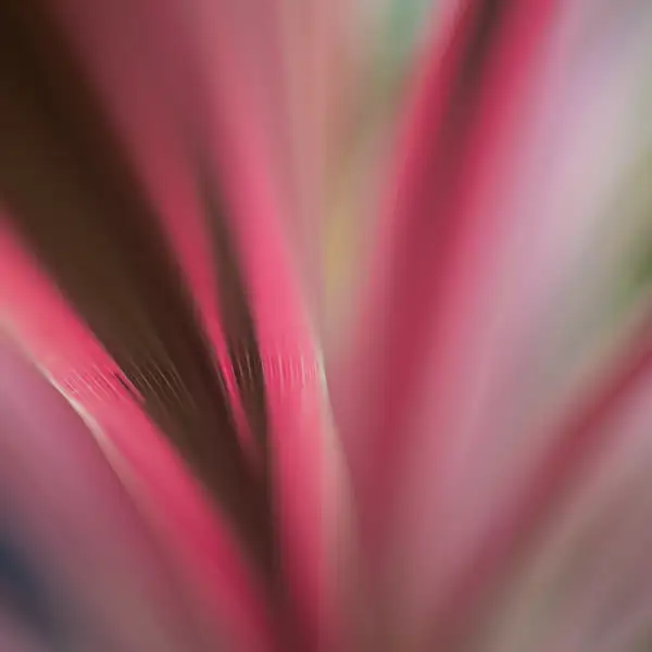 Portugal Flora