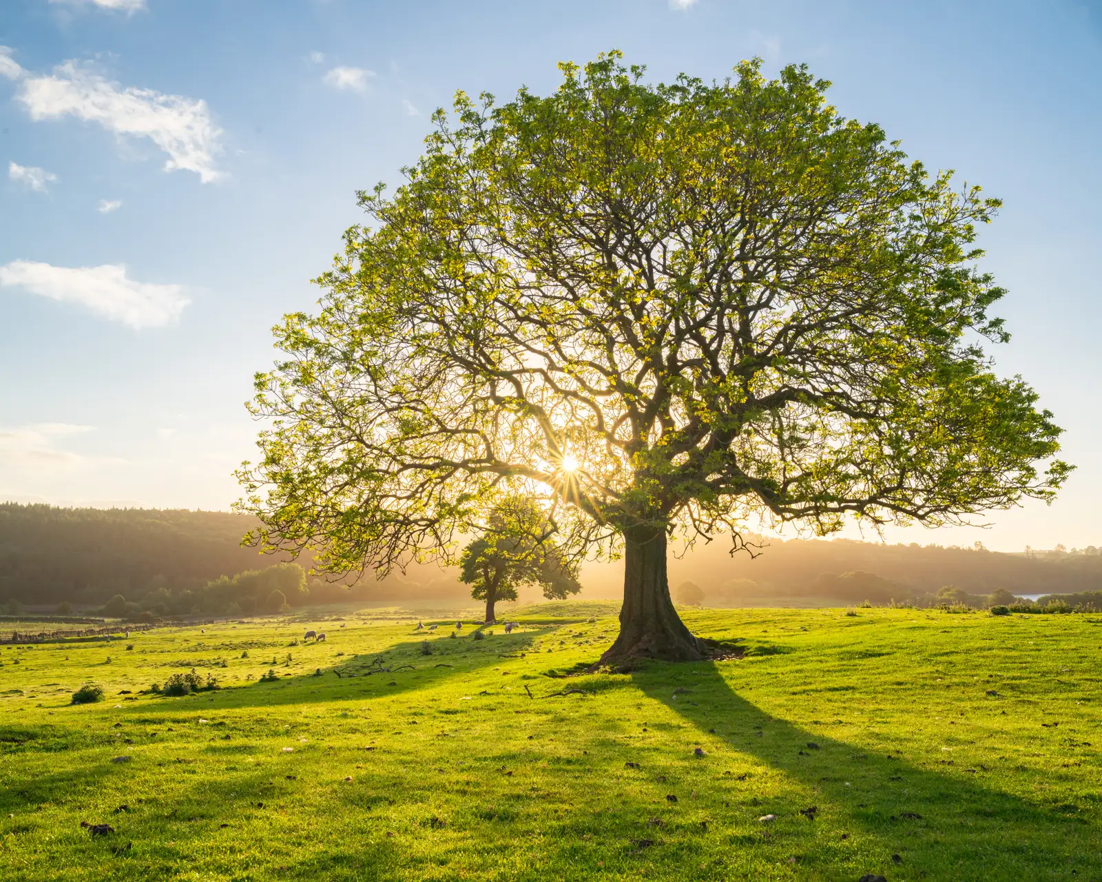 Large tree with a full, leafy canopy casting a long shadow on a sunlit grassy field. The sun is setting behind the tree, creating a warm glow and sunburst effect through the leaves. A few distant sheep graze in the expansive meadow, with a line of trees on the horizon under a partly cloudy blue sky.