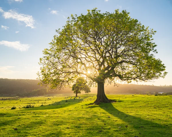 Lone oak tree in a green pasture with sunburst through branches at golden hour in spring