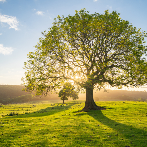 June early morning light: A solitary tree stands near Harrogate, its leaves vibrant against the clear sky. The sun, nearing the horizon, filters through the branches, casting long shadows upon the lush green meadow. The scene is peaceful, with the sun's warm rays illuminating the countryside and highlighting the tree's robust form.