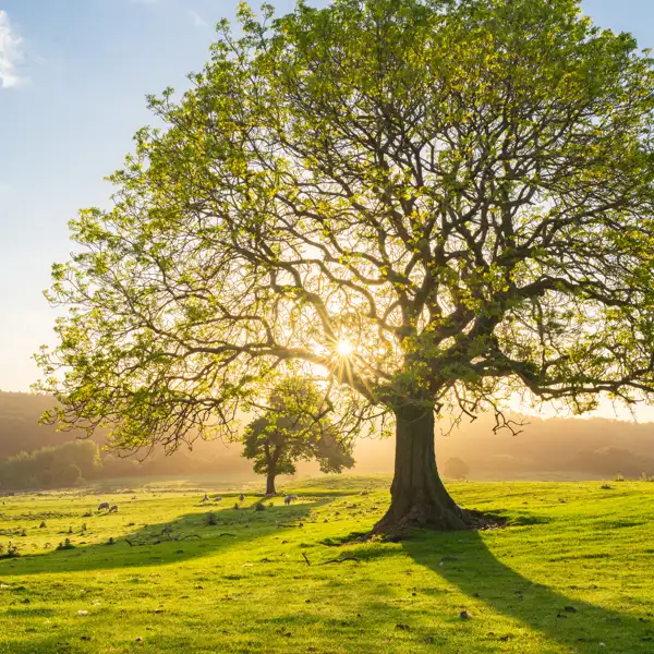 June early morning light