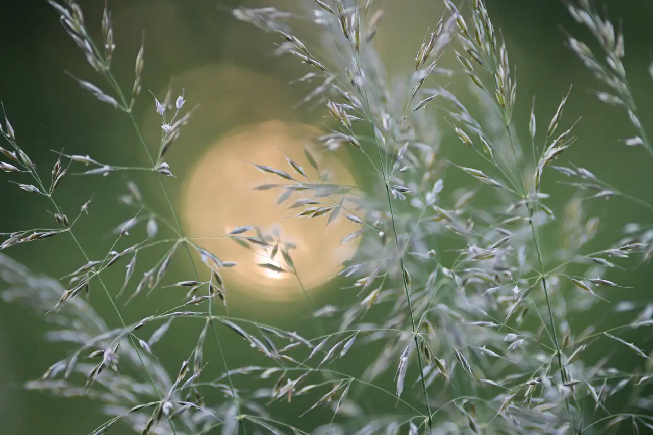 Delicate grass seed heads with slender, feathery stems in focus against a blurred green background. A warm, circular bokeh effect in the centre adds a soft, glowing element.