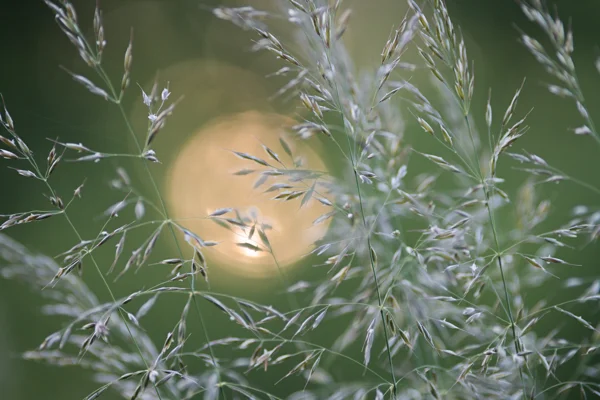 Delicate meadow grass seedheads backlit by a soft golden sun in a wildflower meadow at dusk