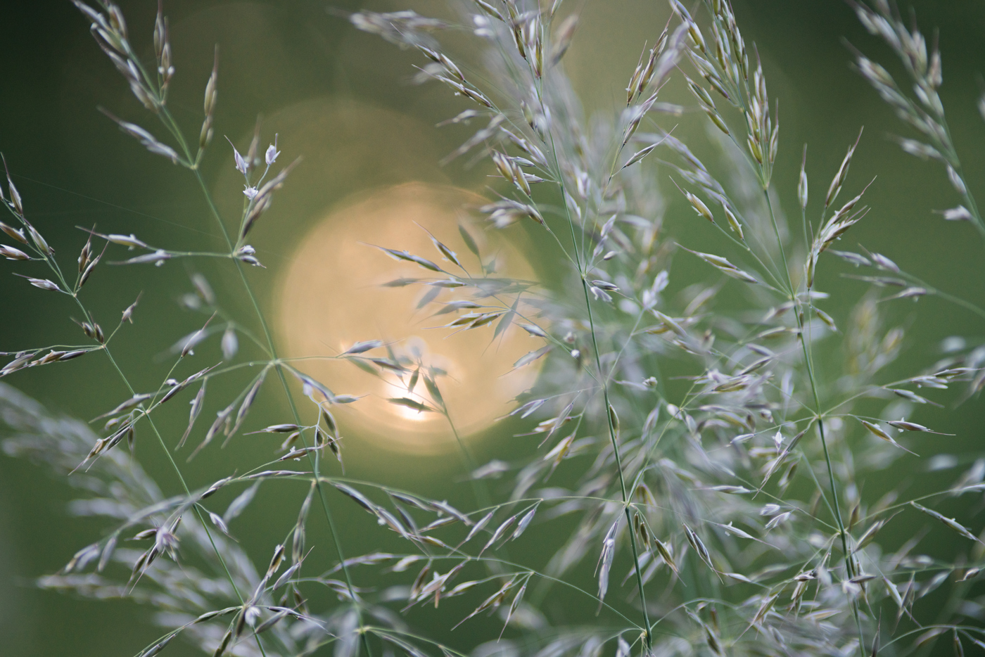  a close up of a plant