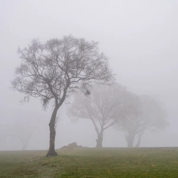 Bare trees in misty winter field at dawn, branches fading into thick fog over frosted grass
