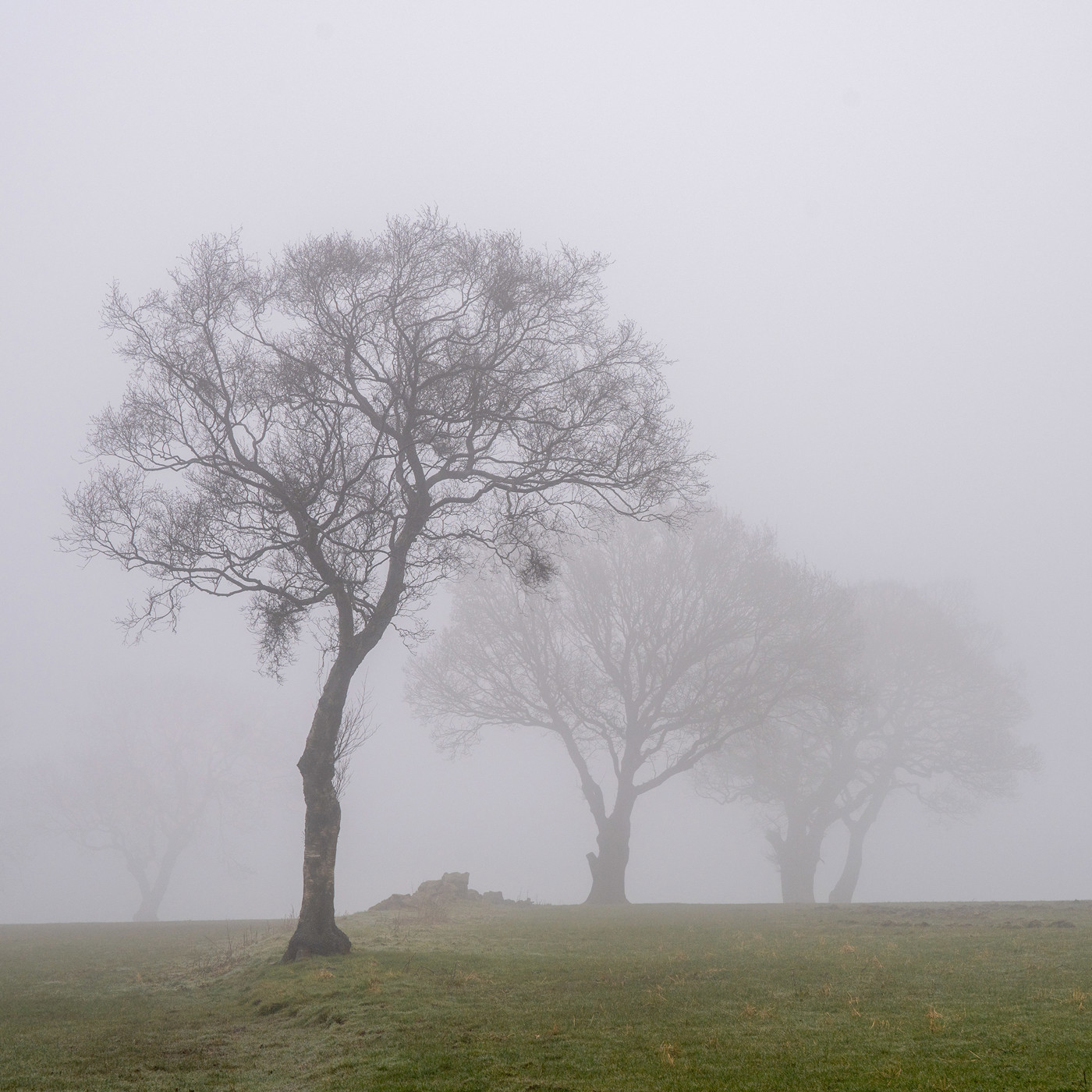  a large tree in a field