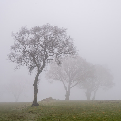  a large tree in a field