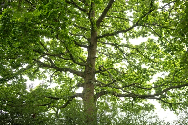 Mature oak tree canopy in woodland, branches spreading against a bright overcast spring sky