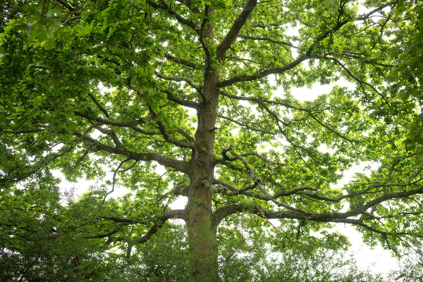  a close up of a tree