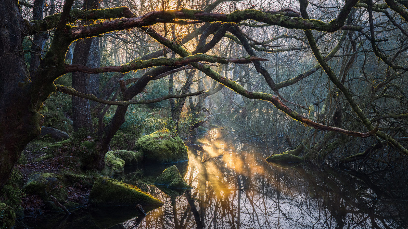 Sunlight filters through a dense canopy of moss-covered trees, casting golden reflections on a tranquil river. Branches and foliage frame the water, adding a textured, mystical quality to the scene. Mossy rocks line the riverbank, enhancing the lush and serene woodland atmosphere.