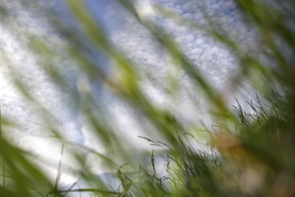 Grass