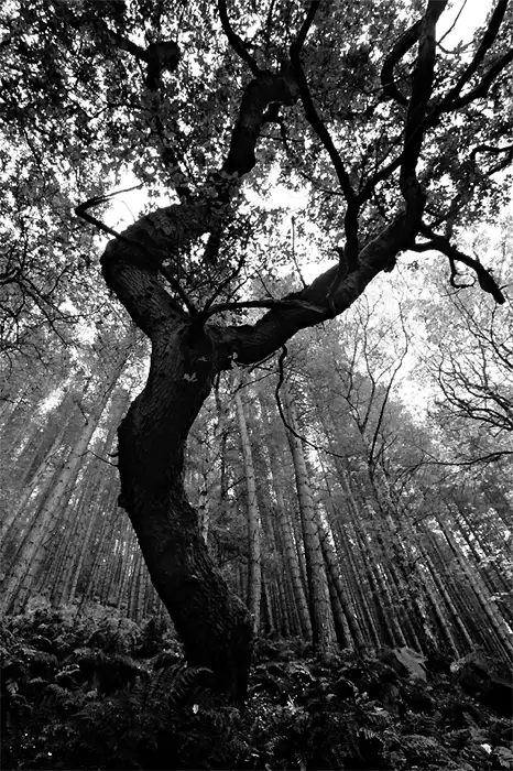 Oak Tree