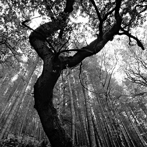 Oak Tree: Oak Tree