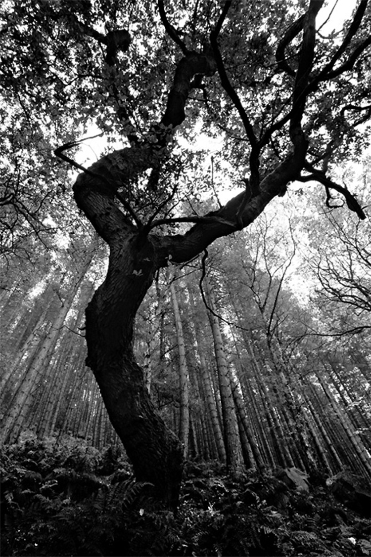 Oak tree