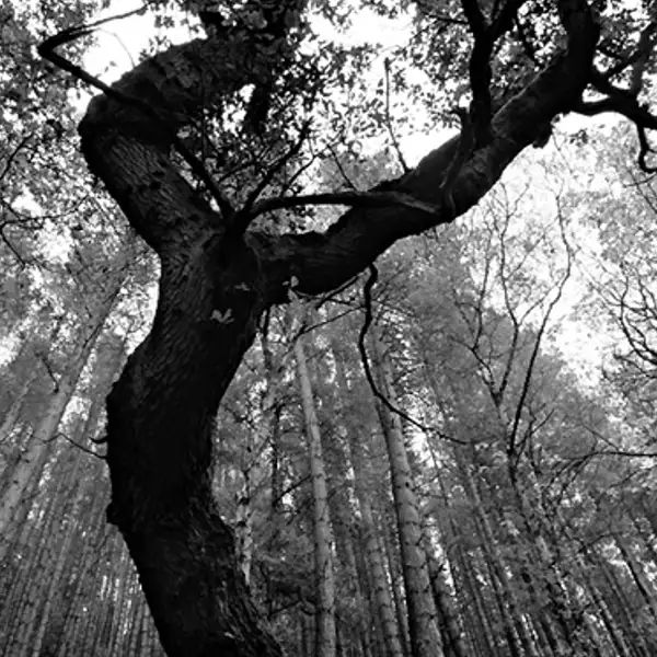 Oak Tree