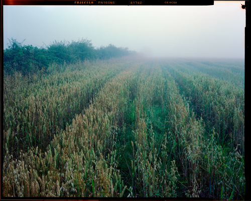 Edge Land:  a grassy field with trees in the background