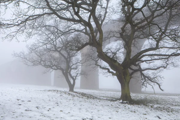 Bare oak trees and a fog-shrouded stone viaduct rising over snow-covered ground on a misty winter morning