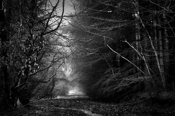 The Woods