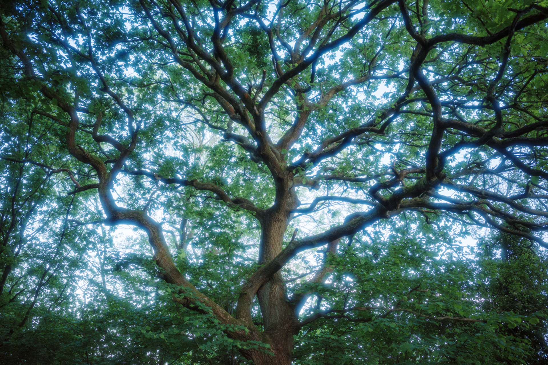 Ricoh GRIII HDF with HDF filter enabled