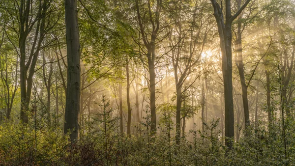 Beech woodland with sunbeams streaming through misty trees at dawn in spring