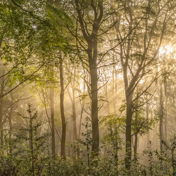 Woodland Mists
