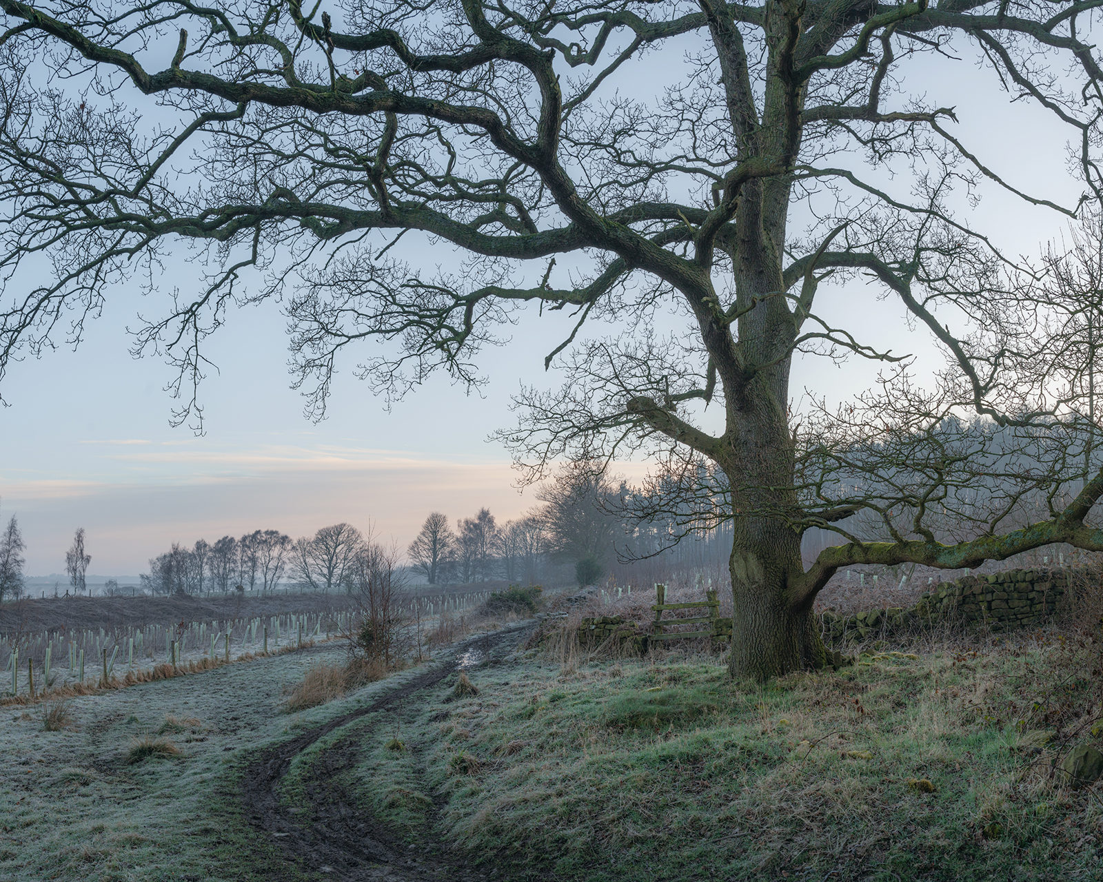 A frosty morning in Crimple Valley, Harrogate, features a rugged tree with bare branches sprawling across the frame. A winding path leads through the frost-coated grass, alongside a stone wall, under a pale winter sky at dawn.