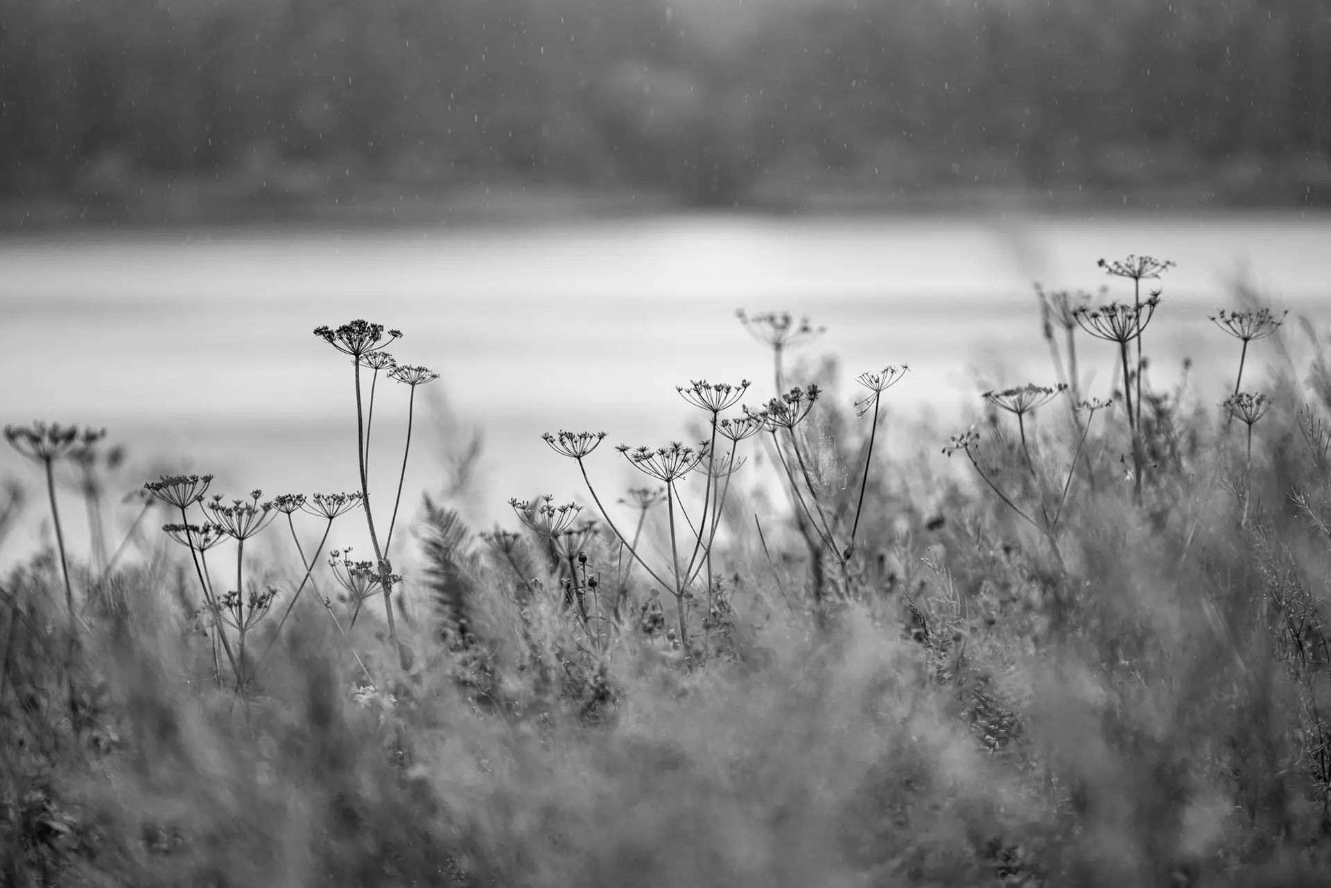 Tall, delicate wildflowers with thin stems stand in the foreground, blurred by a shallow depth of field. Beyond, a calm body of water stretches across the middle of the image, with a soft focus on a tree line in the distance. Raindrops are visible against the overcast sky, enhancing the grayscale tone of the landscape.