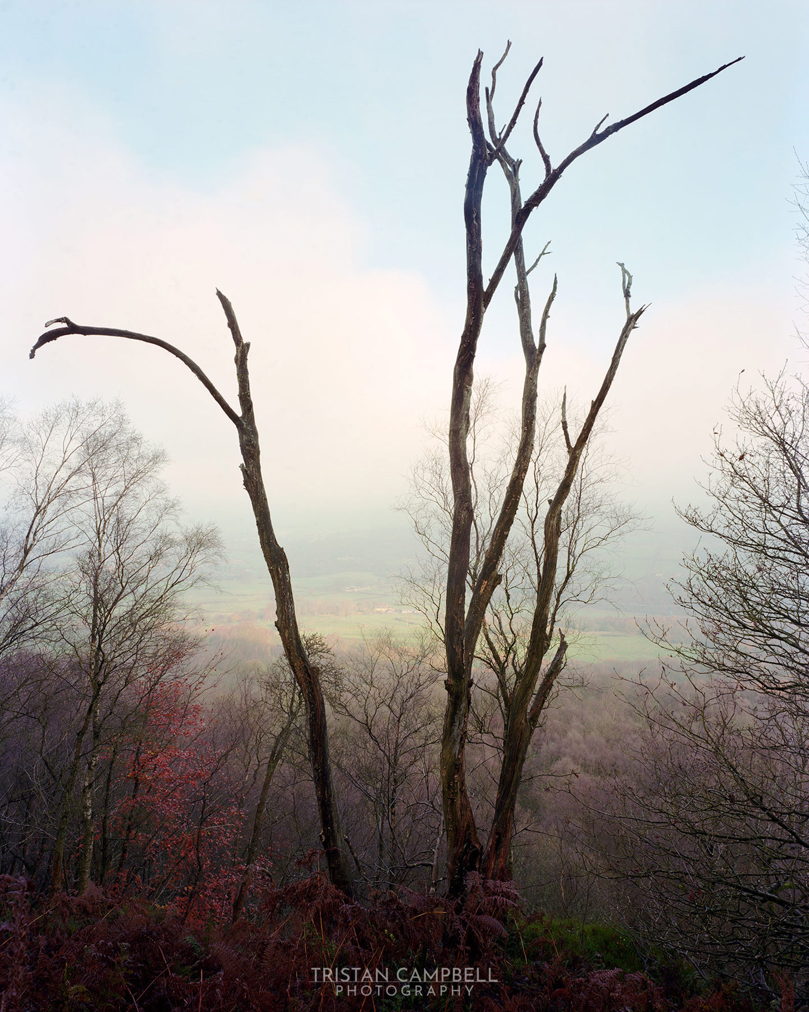 Bare trees with long, slender branches rise against a soft, pastel sky. Surrounding them is a mix of leafless and sparse trees, with hints of autumn foliage. The background features a misty landscape with rolling fields, creating a serene and tranquil atmosphere.