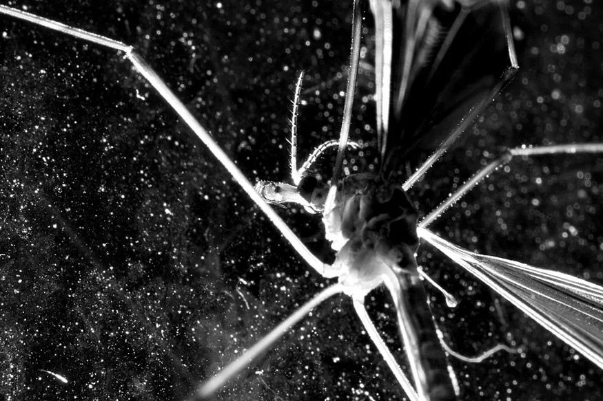 Crane Fly