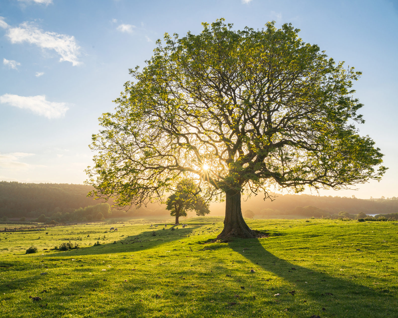 A solitary tree stands prominently in the foreground of a sunlit field, with the sun's rays filtering through its branches, casting long shadows on the vibrant green grass. The sky is a clear blue with a few scattered clouds, and a wooded area is visible in the background, adding depth to the peaceful landscape.