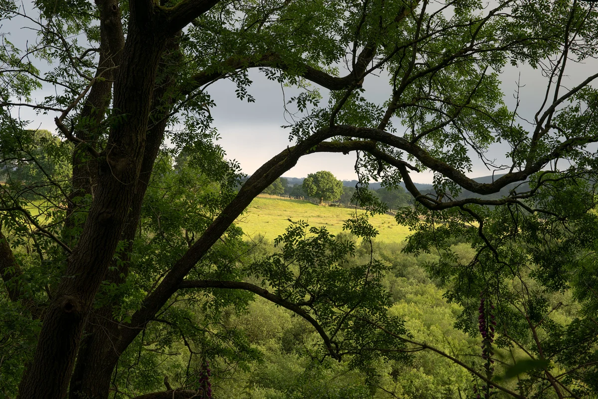 Ash tree framing a sunlit green valley and distant wooded hills through its branches on a hazy summer evening