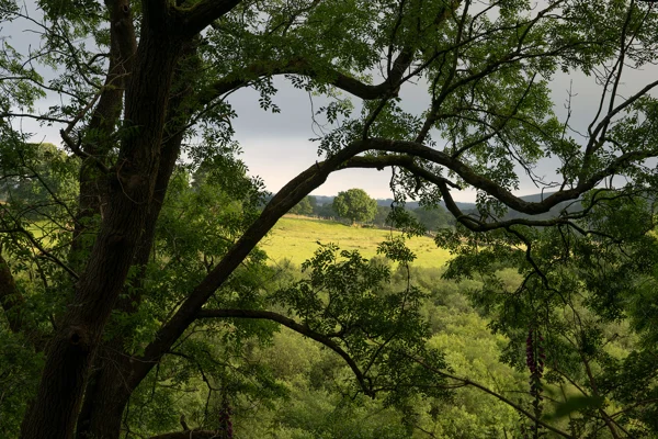 Ash tree framing a sunlit green valley and distant wooded hills through its branches on a hazy summer evening